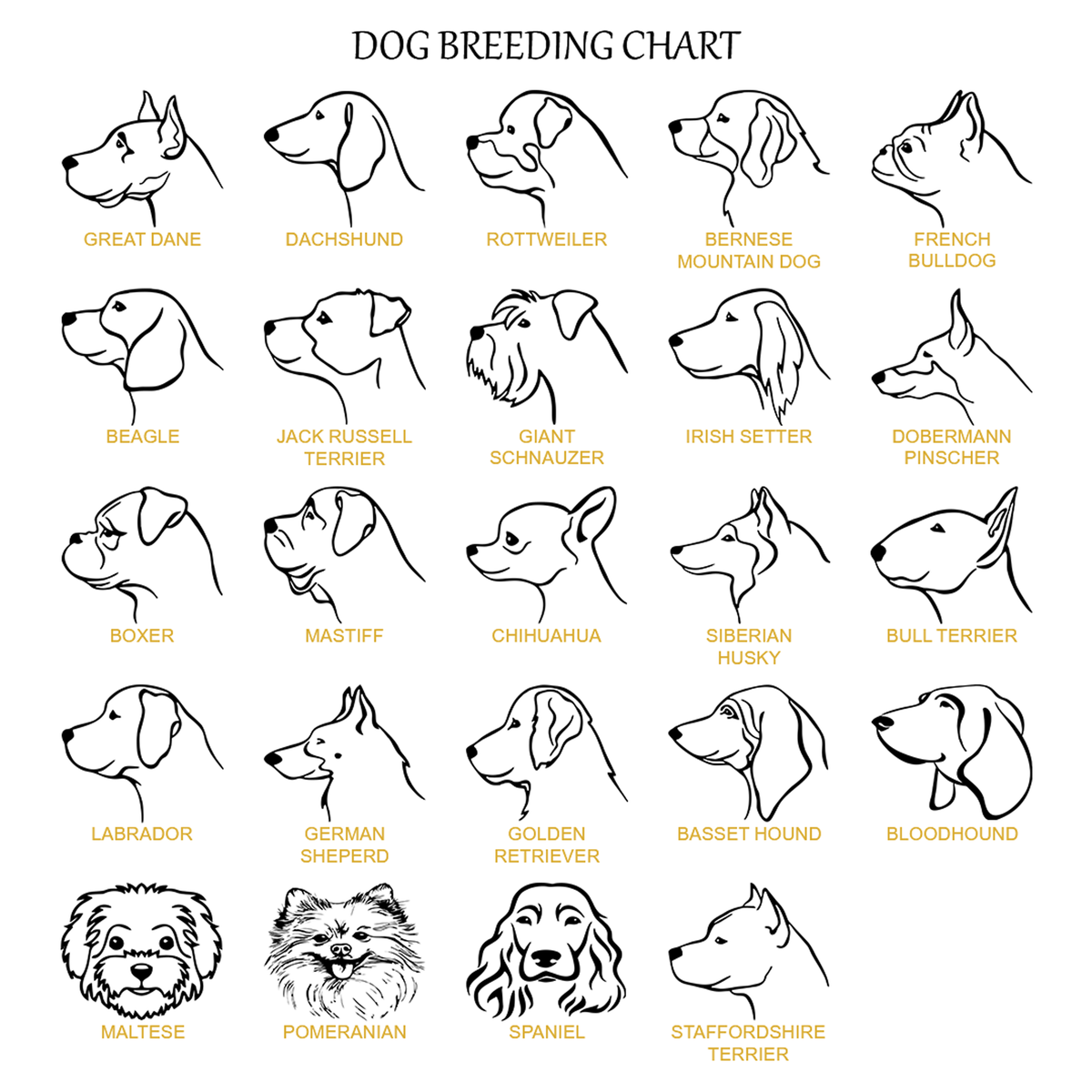 Dog breed chart showing illustrated profiles and names of 24 breeds